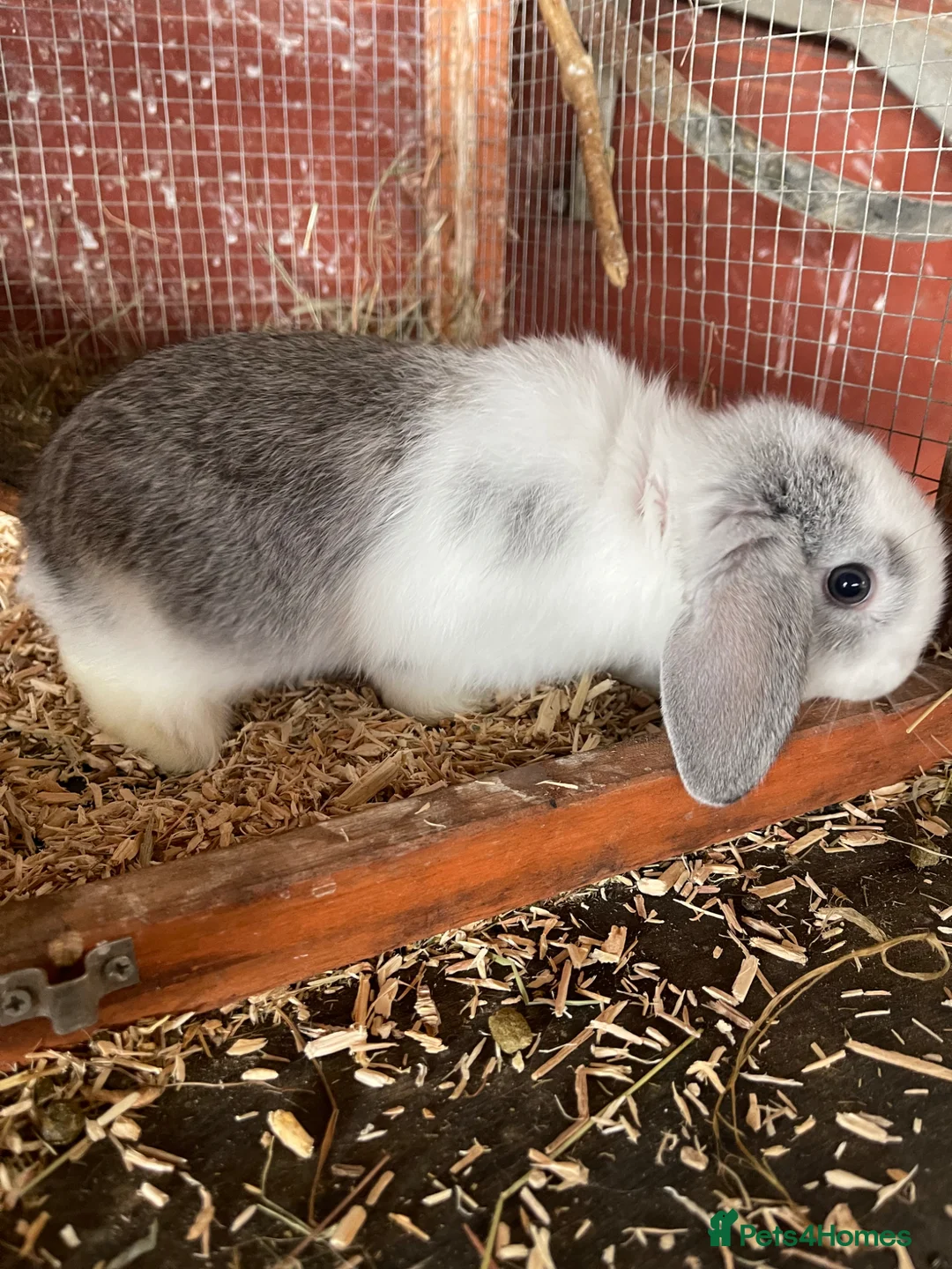 Mini Lop rabbits for sale: 2 mini lop eared rabbits - Advert 9
