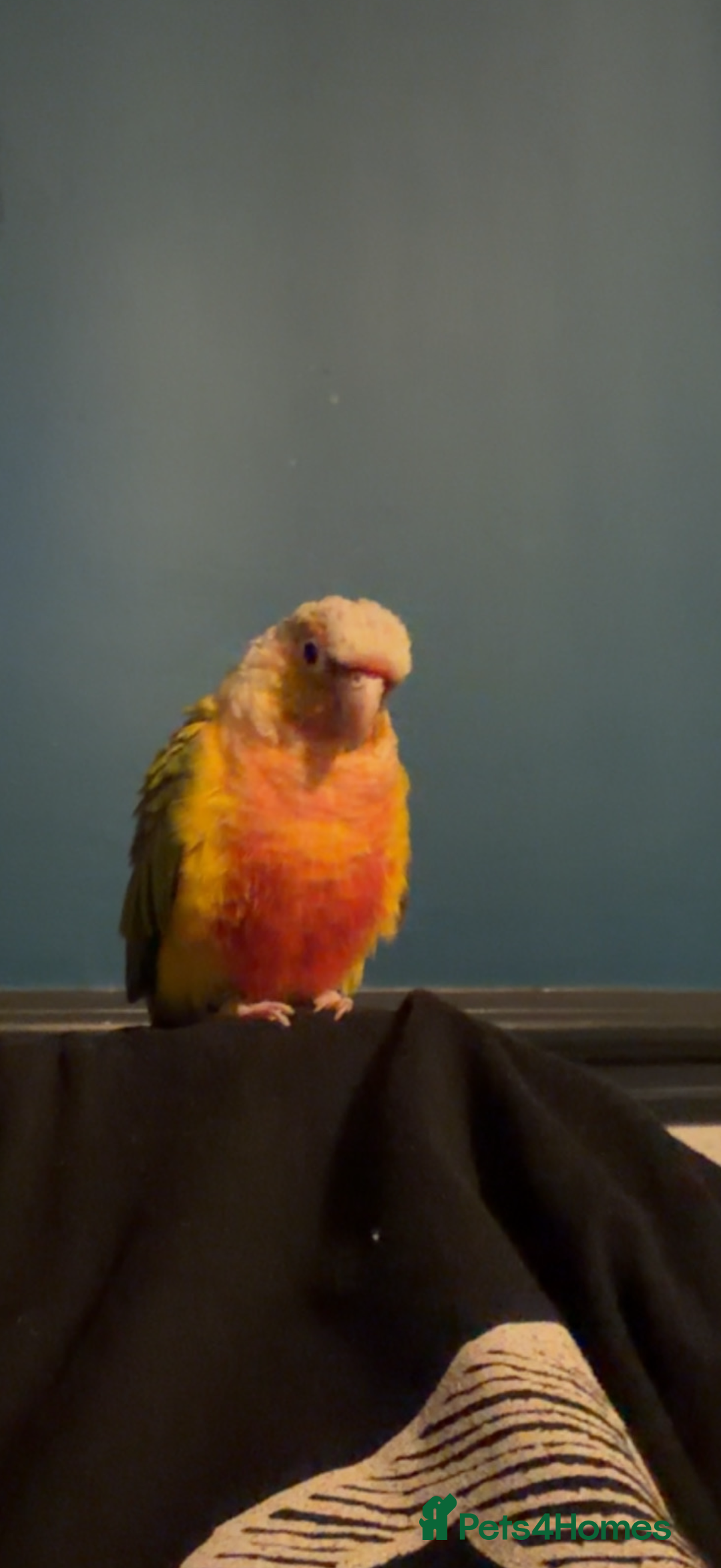 Conures birds for sale: Pineapple Conure Hand reared and tame  - Advert 7