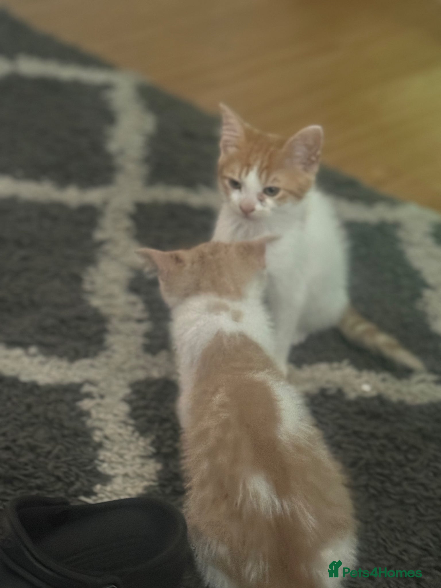 Mixed Breed cats for sale: Ragdoll x shorthair babies ready now! - Advert 17