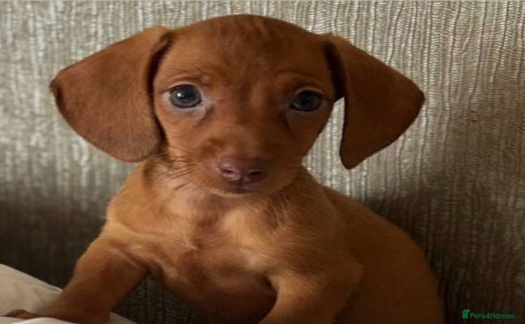 Miniature Dachshund dogs - Advert 11