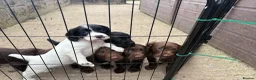 Sprocker dogs for sale: F1 sprocker puppies - Advert 8