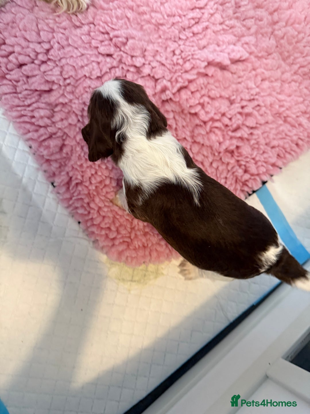 Cocker Spaniel dogs for sale: Chocolate Roan & Tan Cocker Spaniel Girl - Image 18