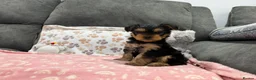 Yorkshire Terrier dogs for sale: Yorkshire Terrier boy 🐶 in Peterborough - Advert 2
