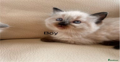 Ragdoll cats - Advert 13