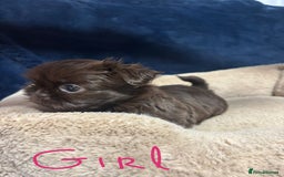 Shih Tzu dogs for sale: Imperial Shih Tzu Ready to leave - Image 5