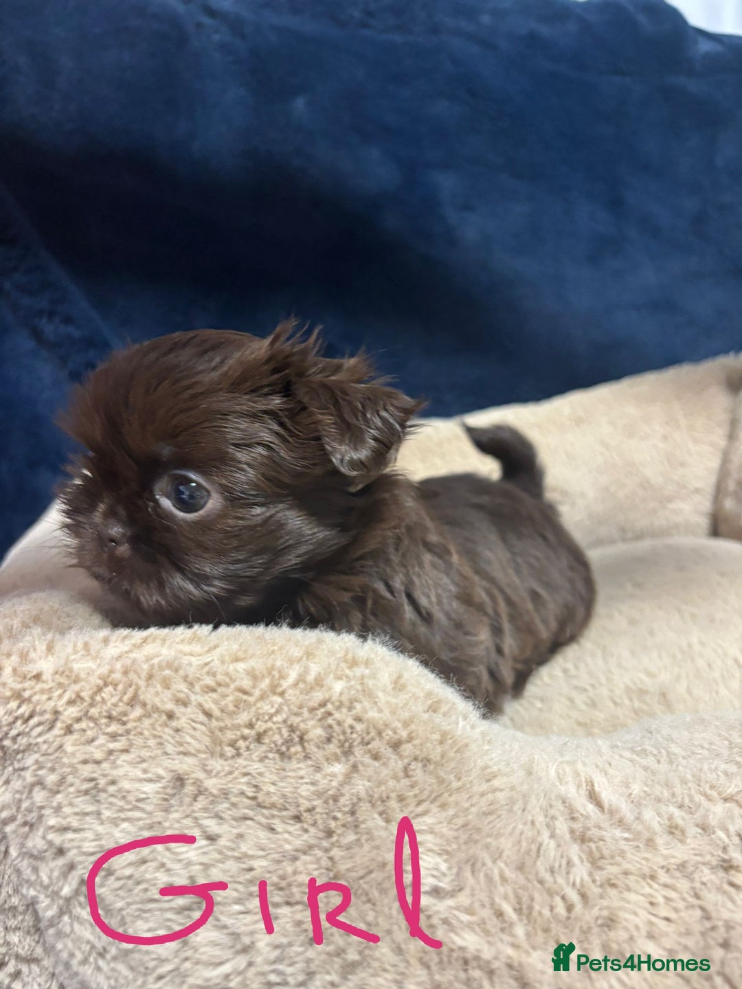 Shih Tzu dogs for sale: Imperial Shih Tzu Ready to leave - Image 5