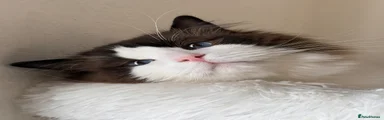 Ragdoll 1