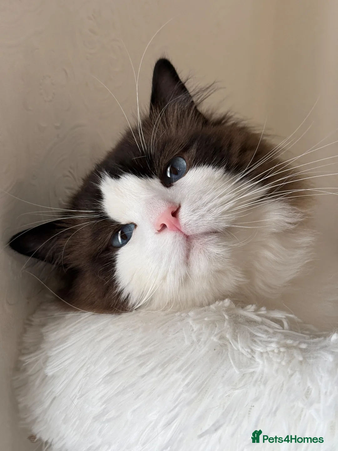 Ragdoll cats for sale: Beautiful Male Ragdoll - Advert 2
