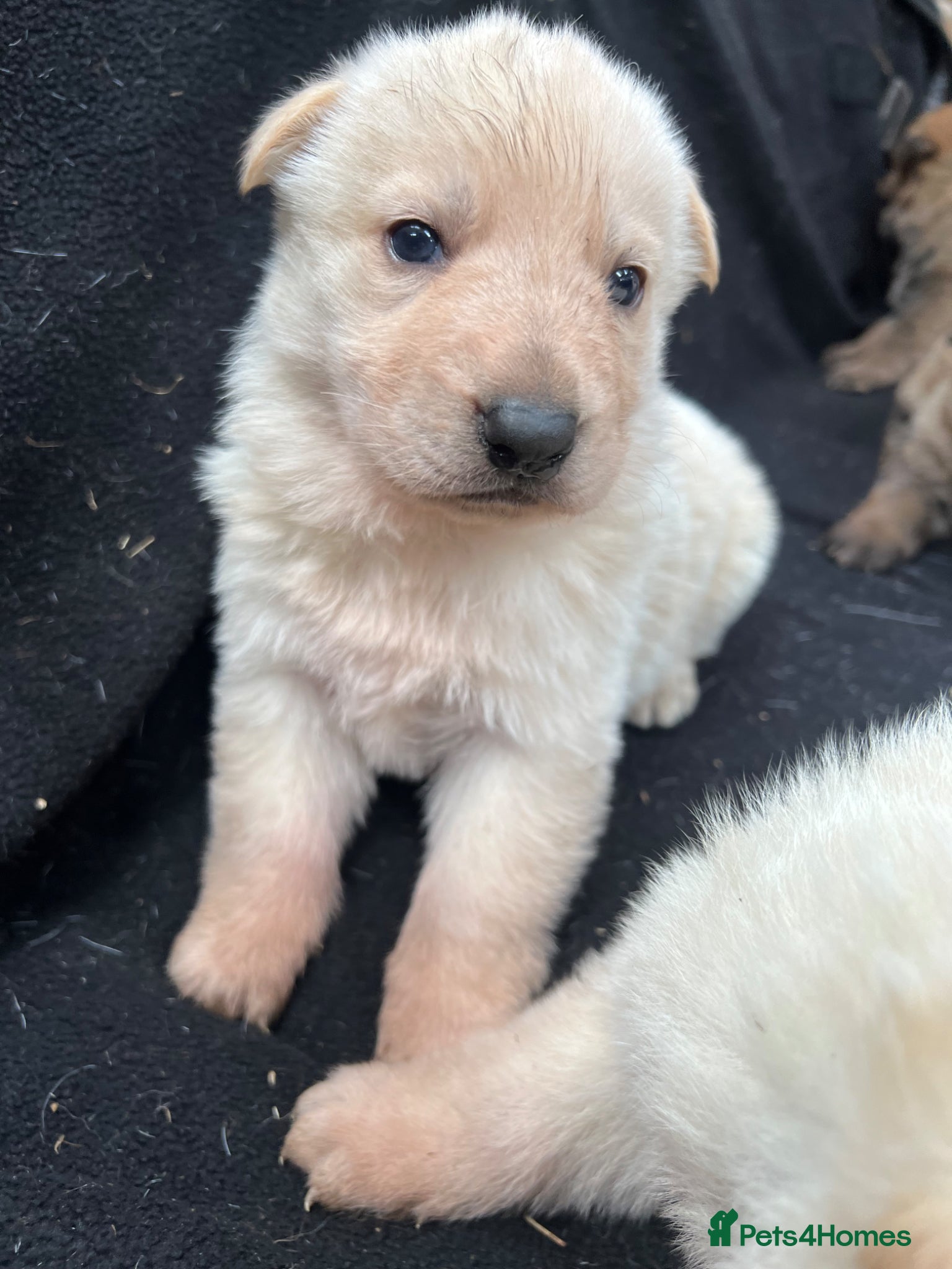 German Shepherd dogs Mixed litter German Shepherds  - Advert 1