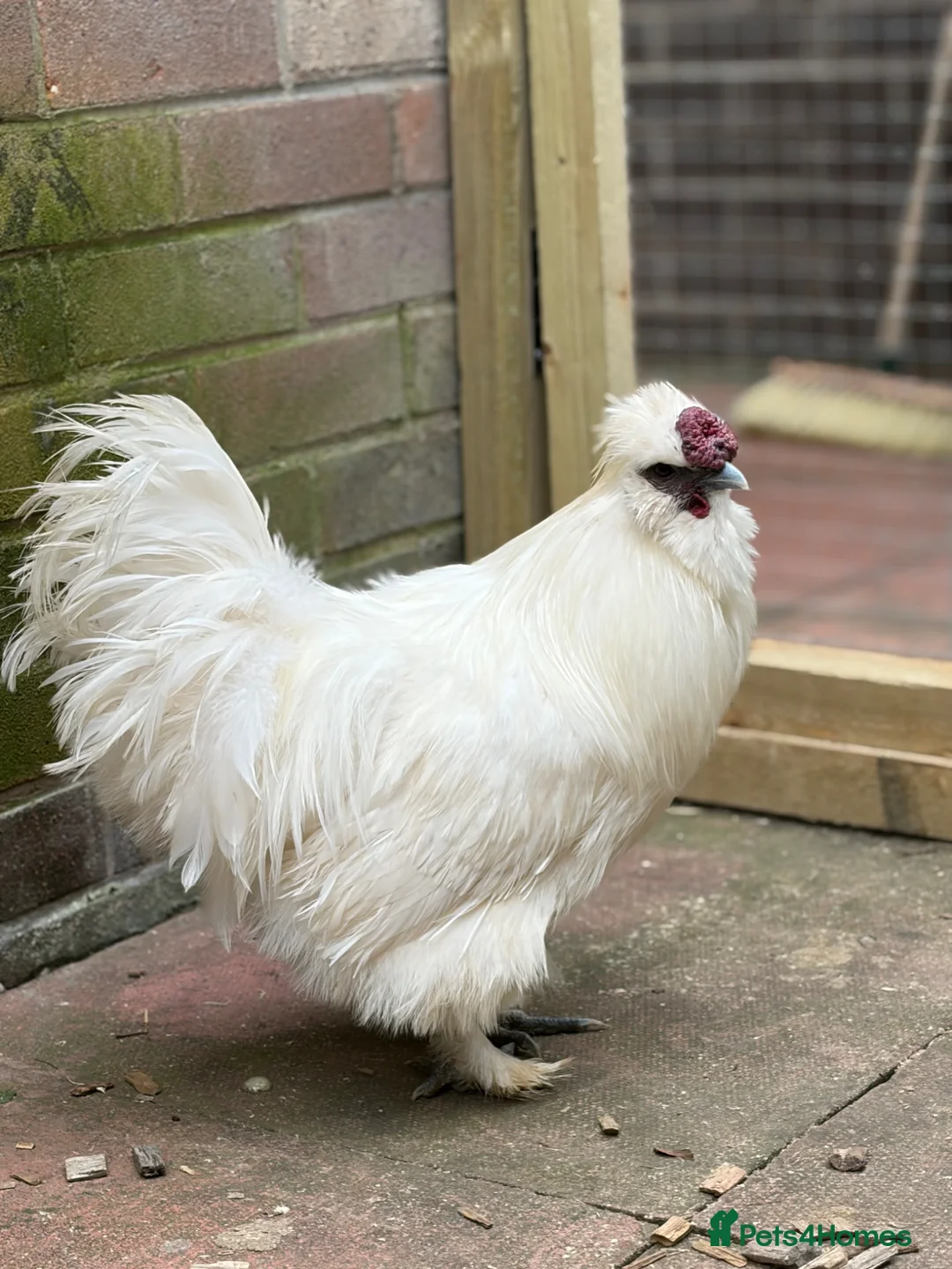 Hens poultry for sale: Silkie pair in Dewsbury - Advert 2