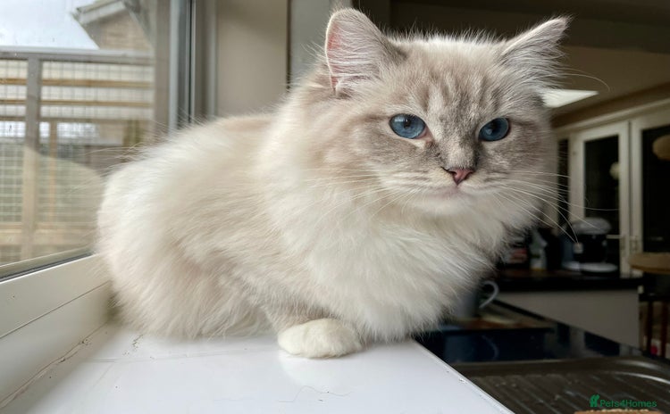 Ragdoll cats - Advert 13