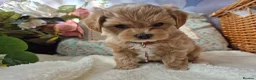 Maltipoo dogs for sale: Stunning Toy Asian & Korean F1 Maltipoo Apricot - Advert 6