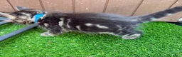 Bengal cats for sale: Bengal X Maine Coon Kittens  in Lyme Regis - Advert 11