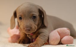 Miniature Dachshund dogs for sale: 5StarsLicensed+KC+PRAClear+VetChecked - Image 25