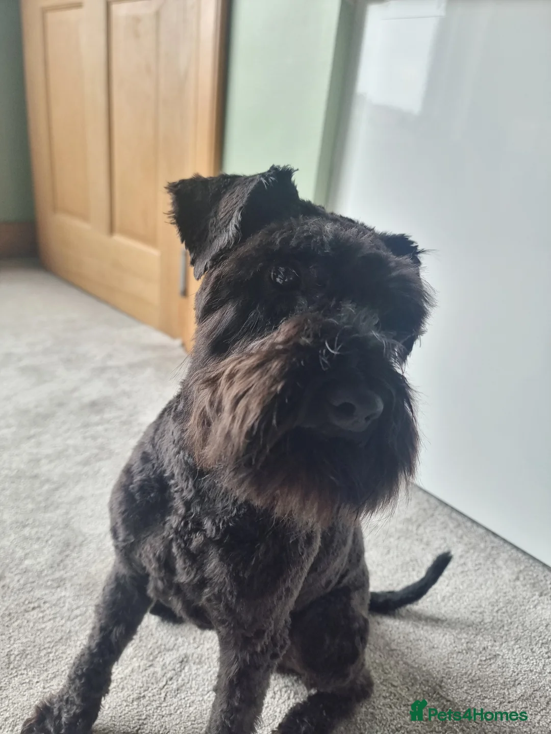 Miniature Schnauzer dogs for stud: Minature Schnauzer for Stud in Glasgow - Advert 4