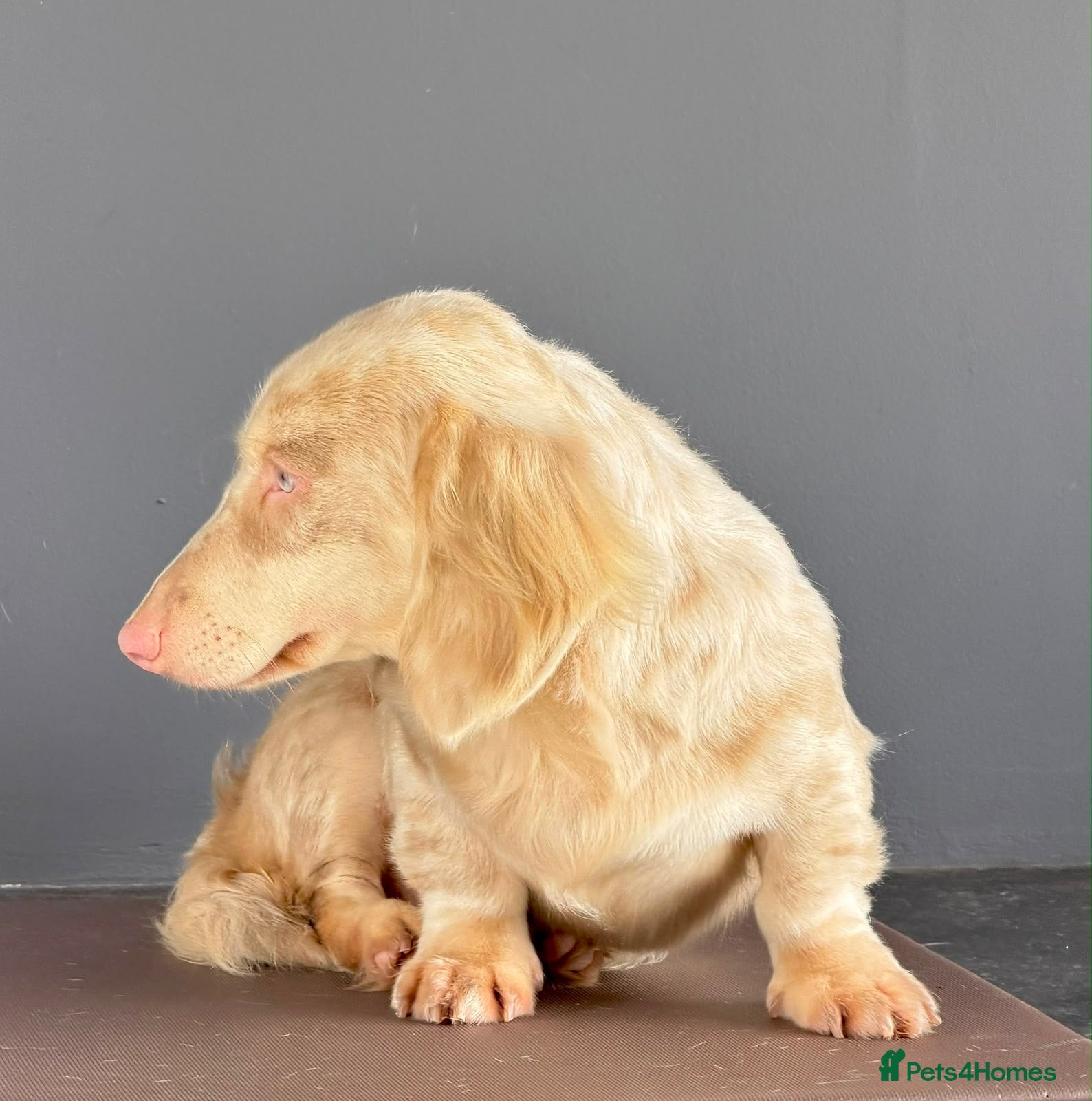 Miniature Dachshund dogs Mini Dacshund  - Advert 1