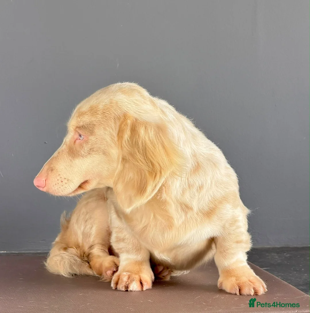 Miniature Dachshund dogs for stud: Mini Dacshund  - Advert 1