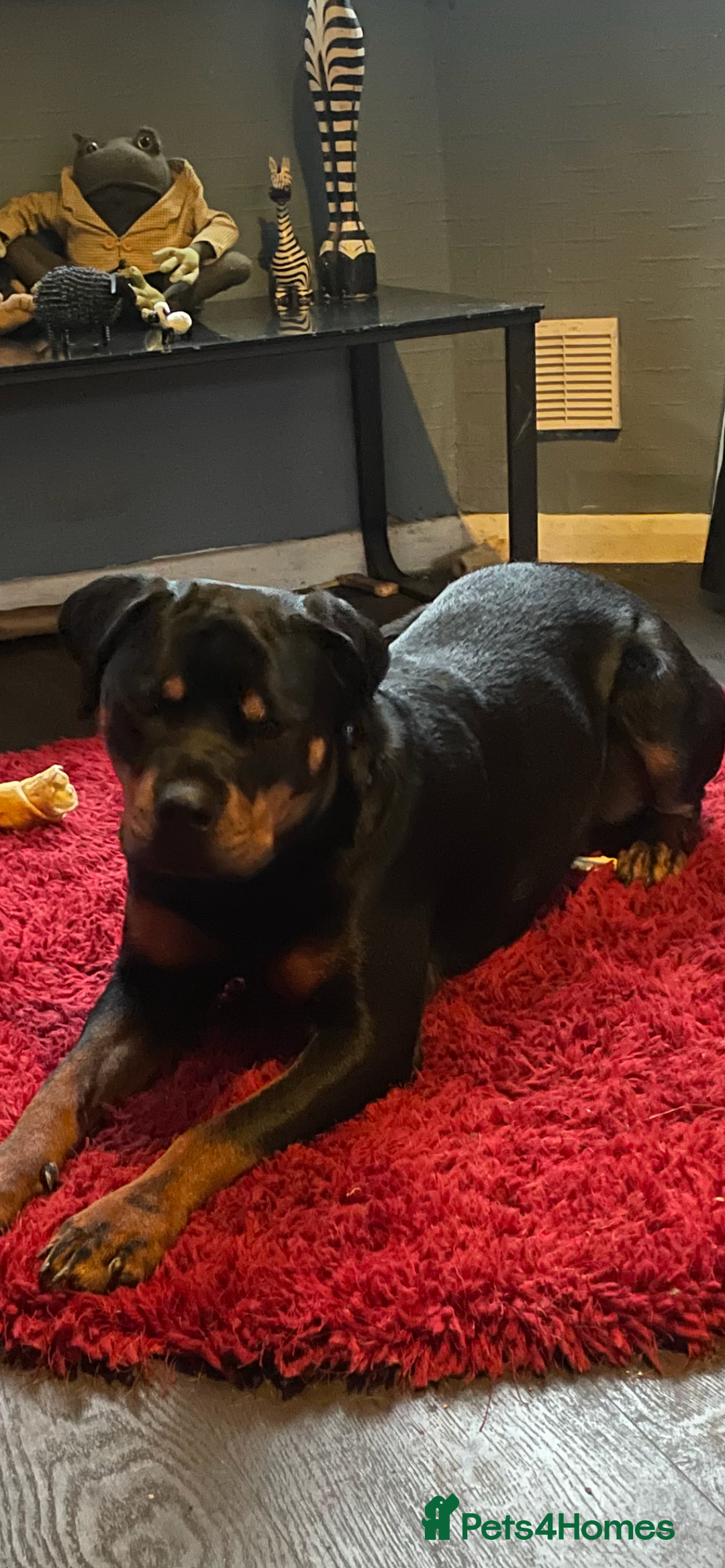 Rottweiler dogs for sale: Rottweiler Bitch - Image 6