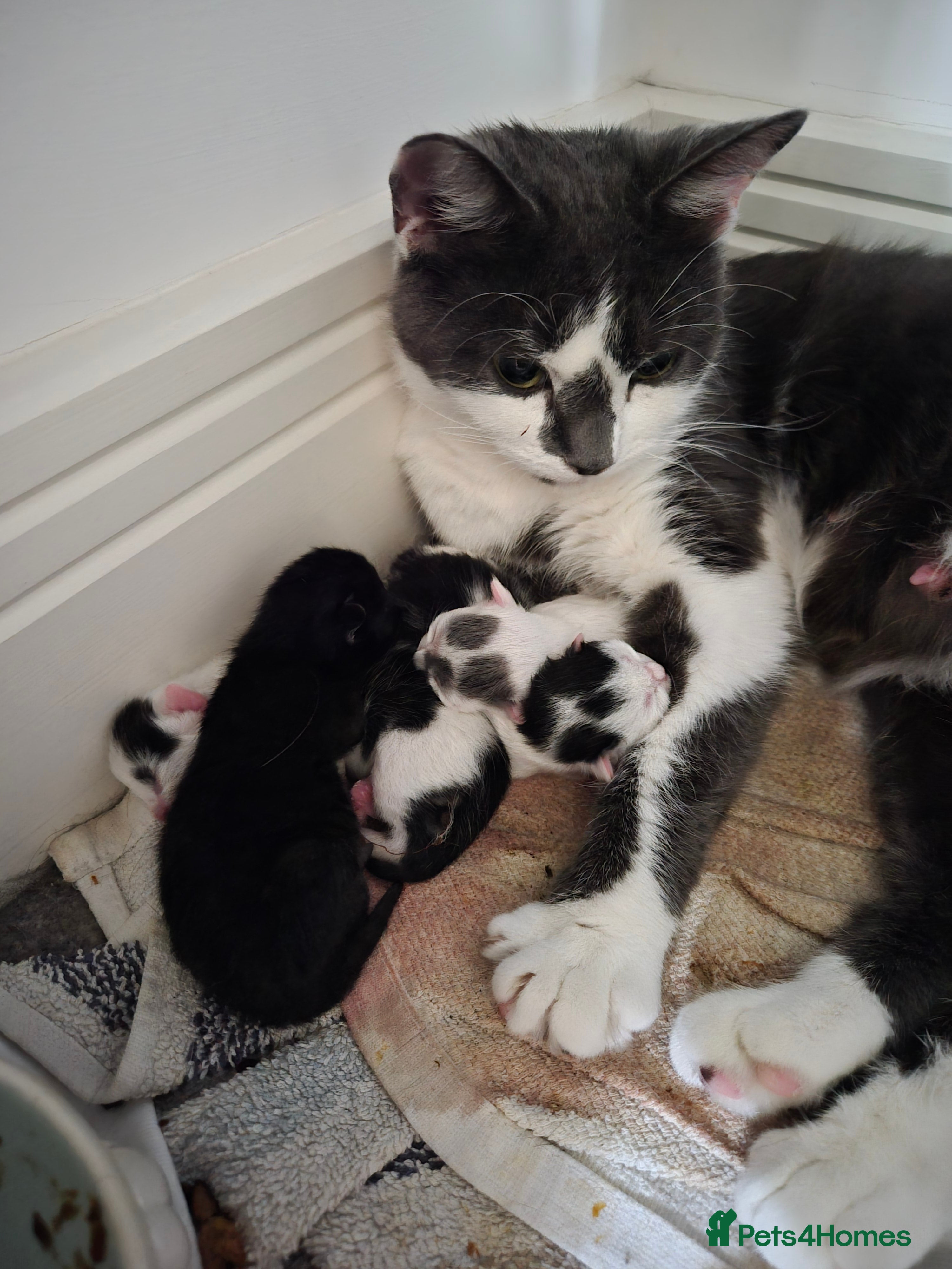Mixed Breed cats Beautiful Kittens looking for loving homes  - Advert 2