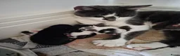 Mixed Breed cats for sale: Beautiful Kittens looking for loving homes  in Camberley - Advert 1