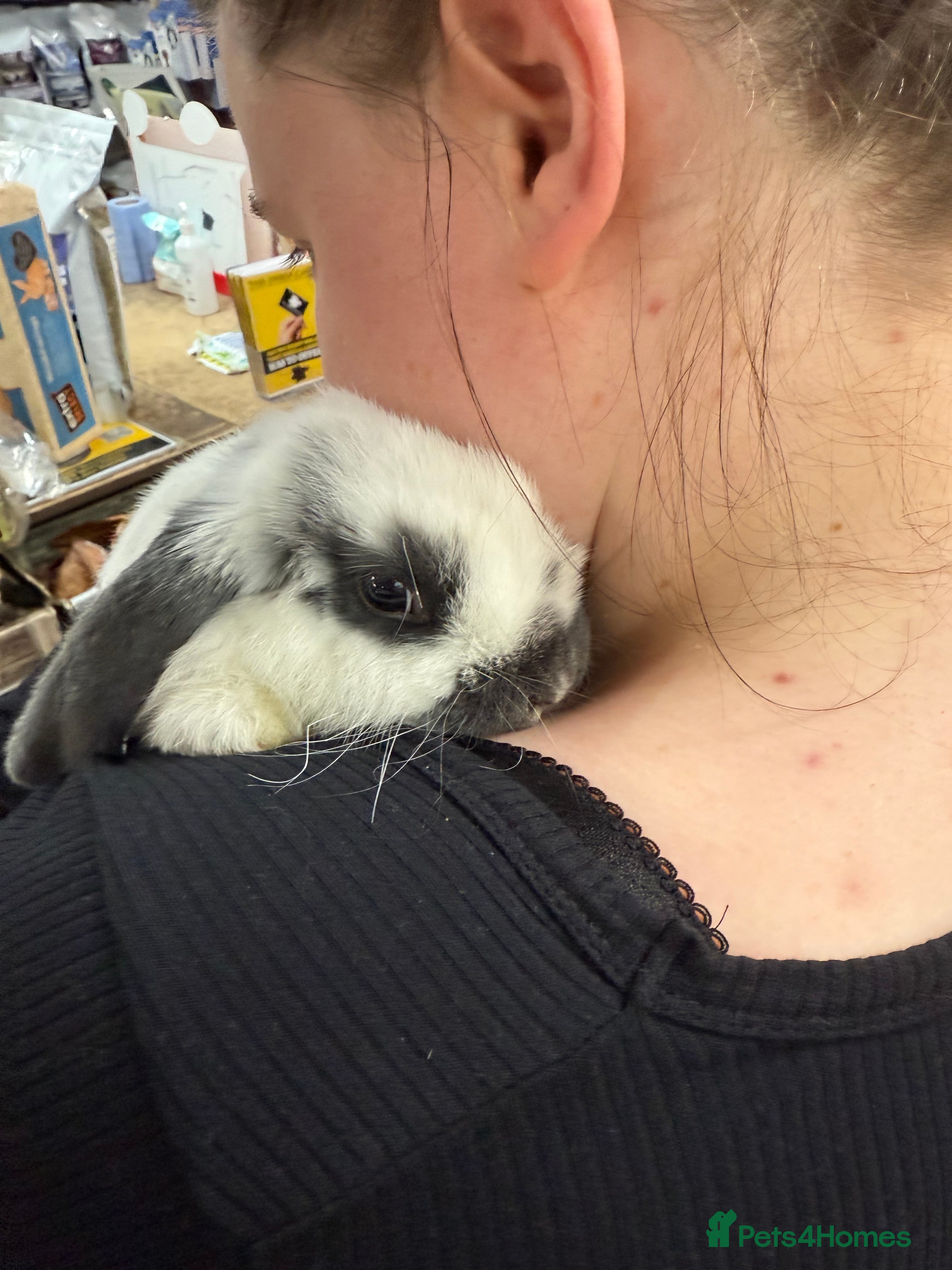 Mini Lop rabbits Mini Lop for Sale - Advert 17