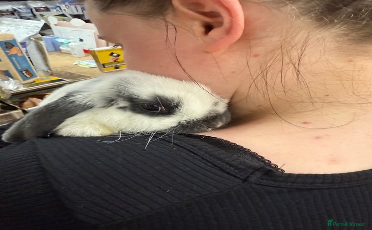 Mini Lop rabbits Mini Lop for Sale - Advert 1