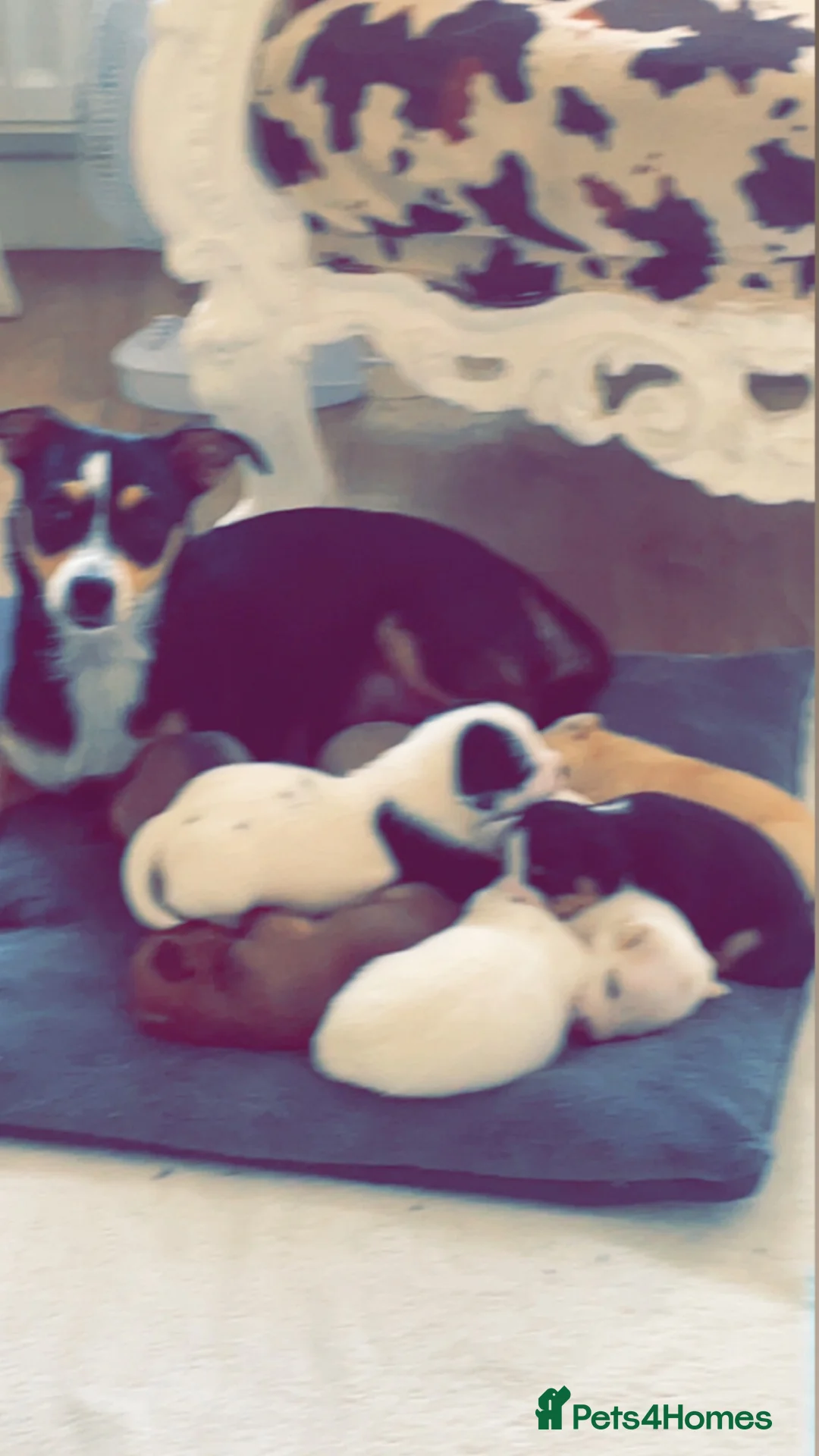 Mixed Breed dogs for sale: Lovely jack Russell cross puppies  - Advert 5
