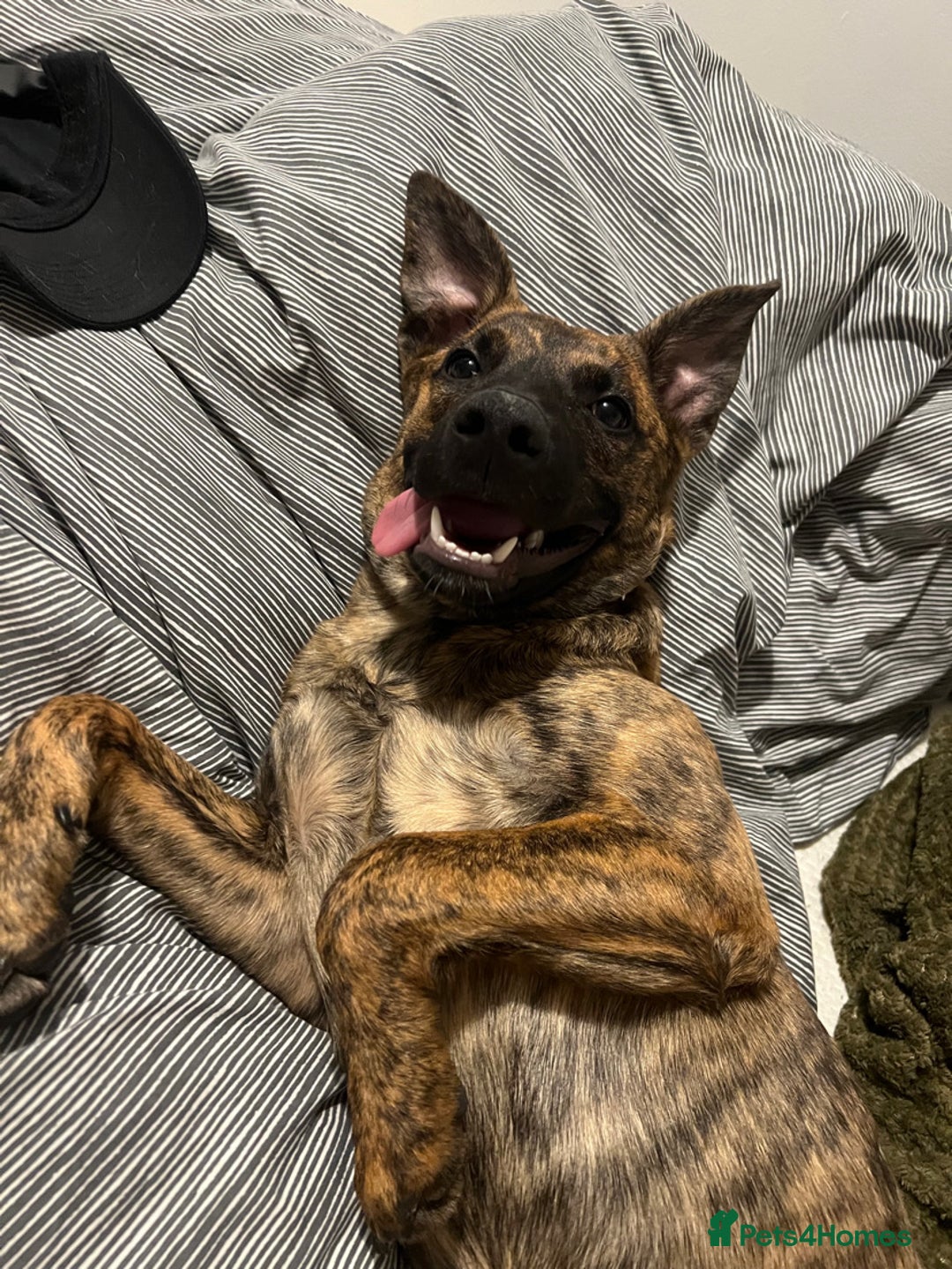 Mixed Breed dogs for sale: Roxie Belgian Malinois cross  - Advert 2