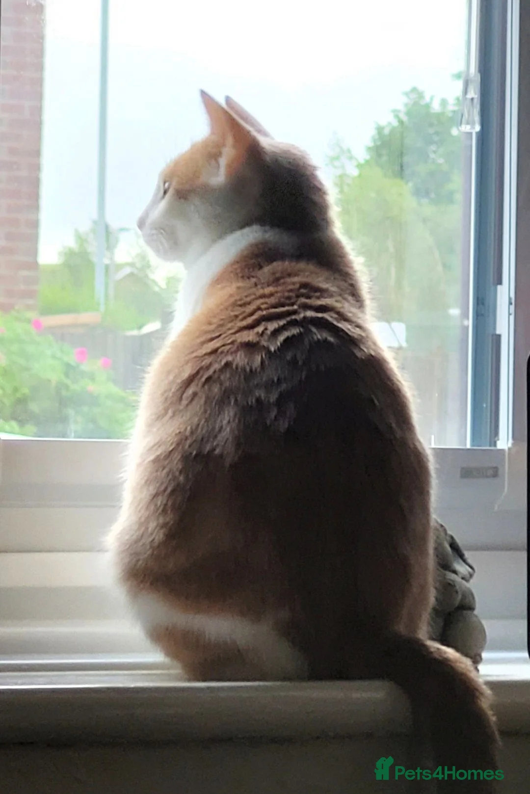 Mixed Breed cats for sale: DSH Ginger Female called Astrid - Advert 3