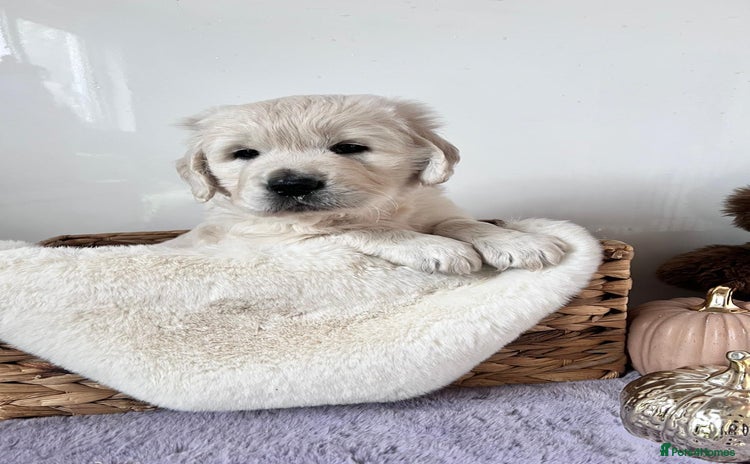 Golden Retriever dogs - Advert 2
