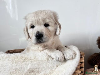 Golden Retriever dogs - Advert 5