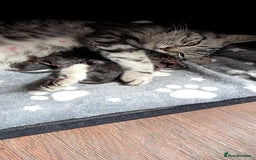 British Shorthair cats for sale: British shorthair x - Image 12