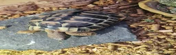 Hermann Tortoise reptiles for sale: Hermann’s Tortoise + Full Setup in Chesterfield - Advert 2