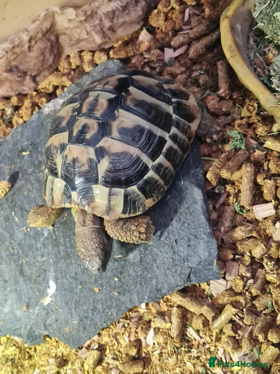 Hermann Tortoise reptiles for sale: Hermann’s Tortoise + Full Setup in Chesterfield - Advert 2