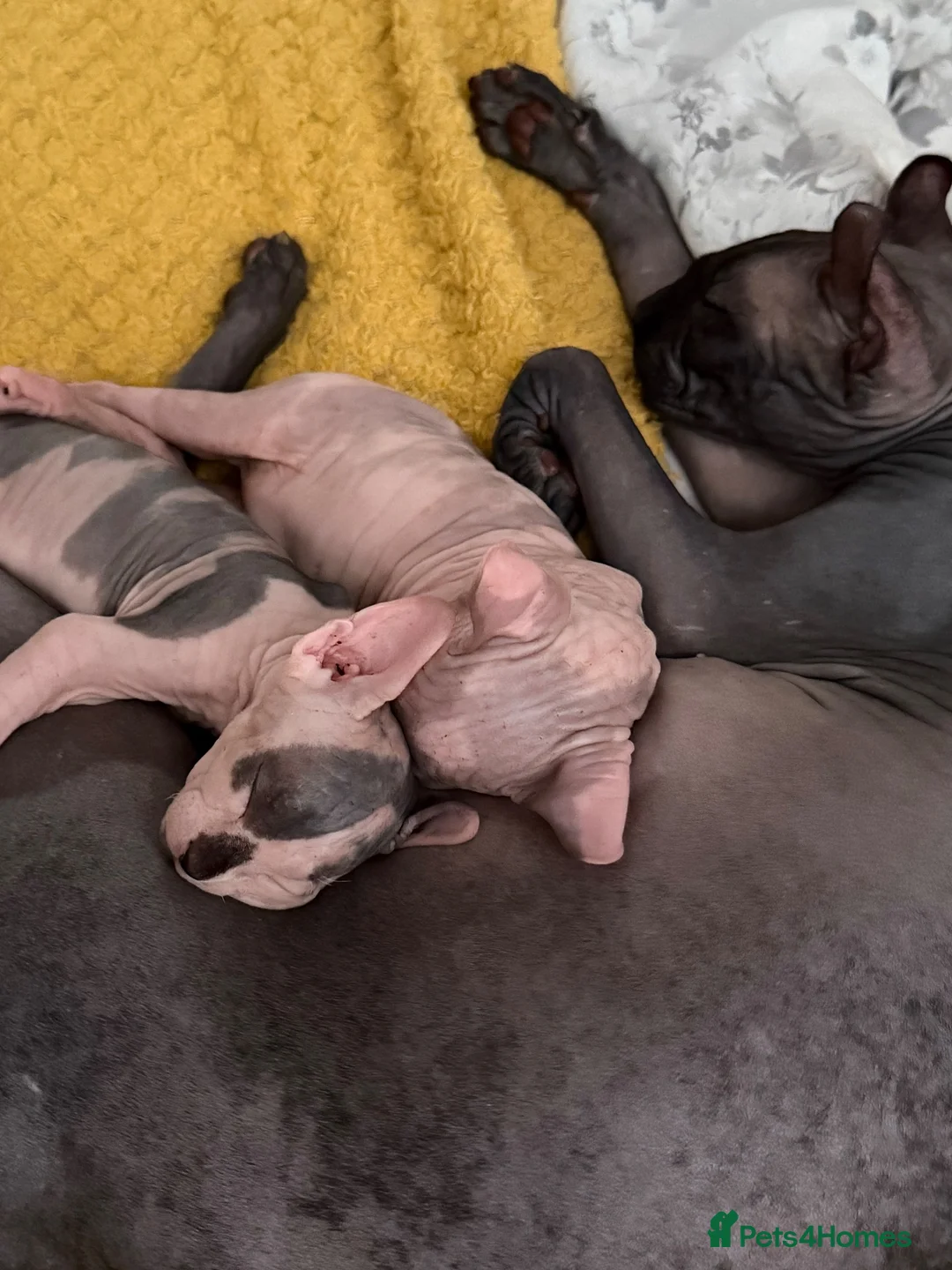 Sphynx cats for sale: 🐾 Beautiful Female Sphynx Kitten – Luna 🐾 - Advert 1
