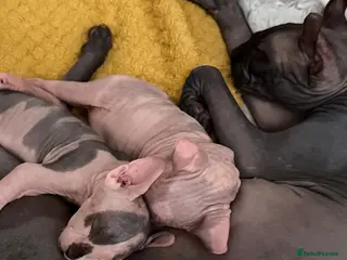 Sphynx cats 🐾 Beautiful Female Sphynx Kitten – Luna 🐾 - Advert 3