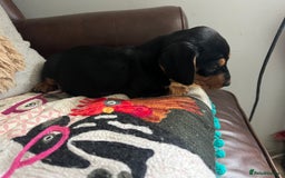 Mixed Breed dogs for sale: Cutest Standard Dachshund x Cocker Puppies - Image 5