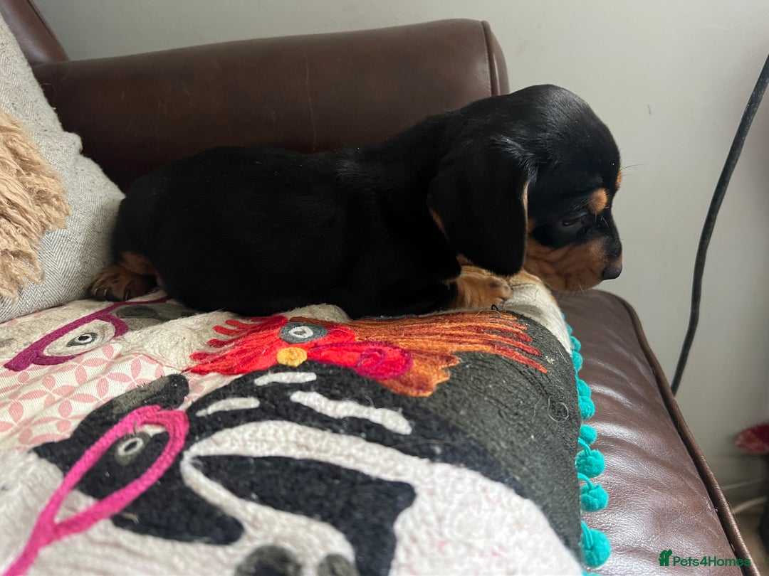 Mixed Breed dogs for sale: Cutest Standard Dachshund x Cocker Puppies - Image 5