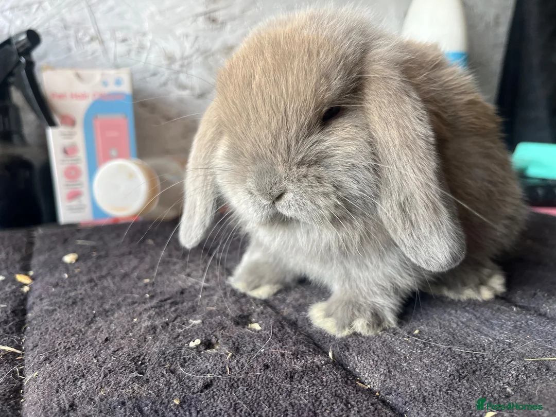 Mini Lop rabbits for sale: Mini lop - Advert 5