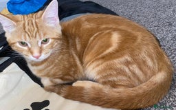 British Shorthair cats for sale: 7 Gorgeous ginger BSHxASH kittens to be rehomed - Image 7