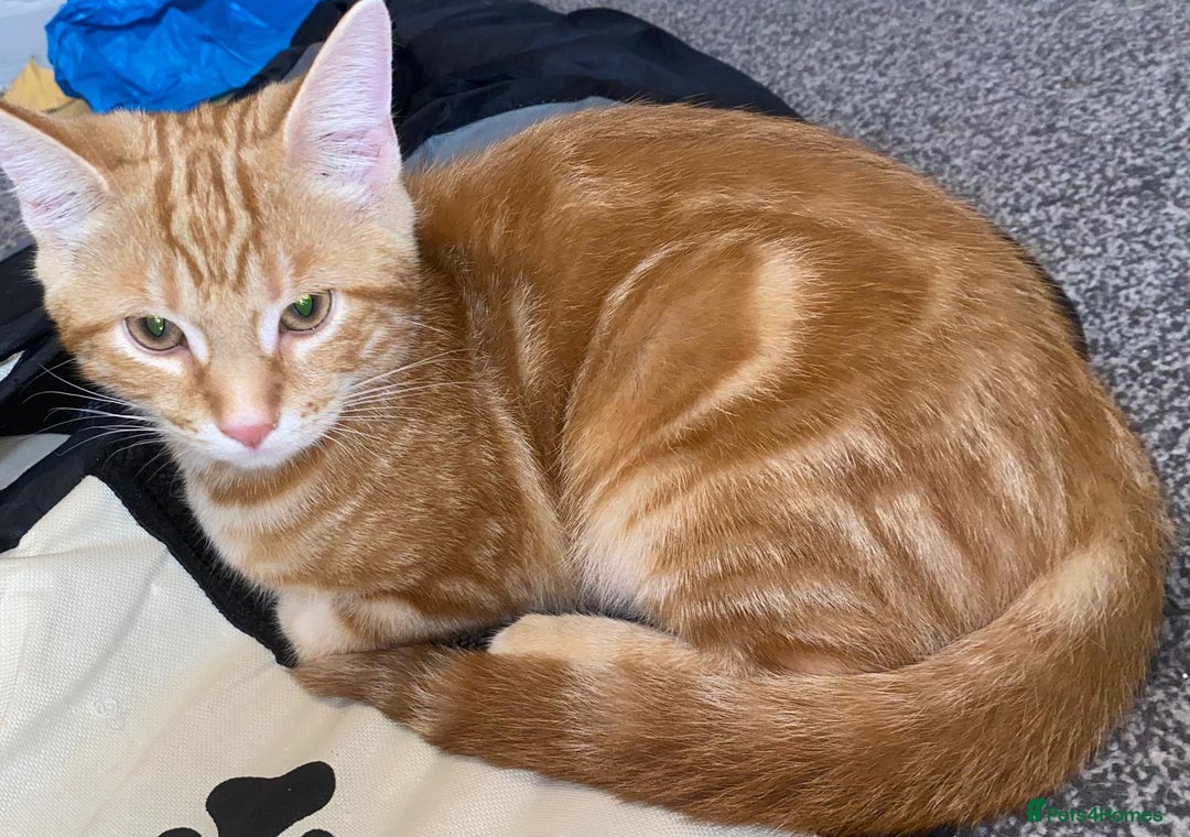 British Shorthair cats for sale: 7 Gorgeous ginger BSHxASH kittens to be rehomed - Image 7