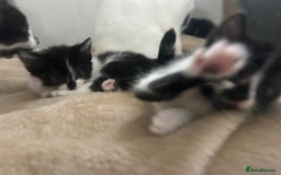 Mixed Breed cats for sale: Beautiful marking very fluffy  - Image 19