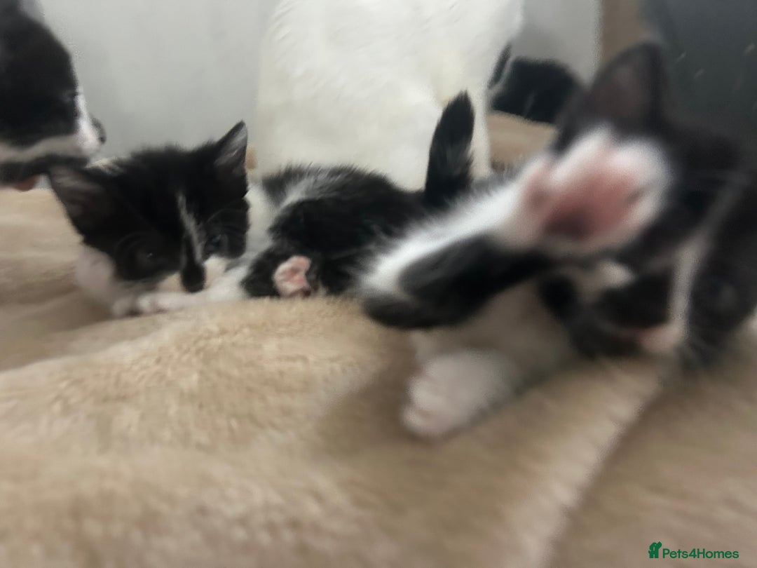 Mixed Breed cats for sale: Beautiful marking very fluffy  - Image 19