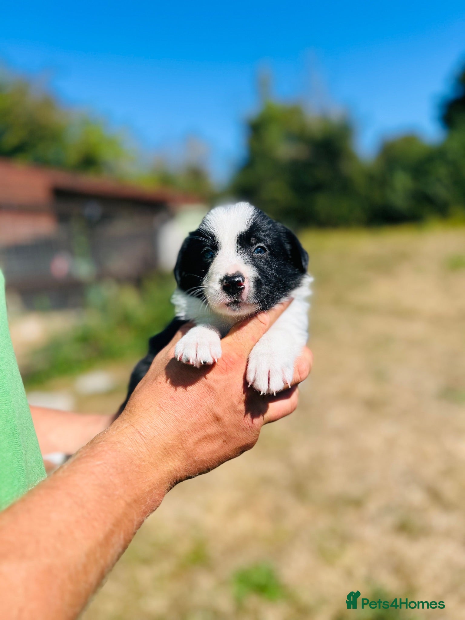 Border Collie dogs Beautiful collie puppies - Advert 16