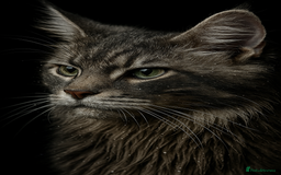 Maine Coon cats for sale: STUNNING MAINE COON BABIES READY NOW  - Image 5