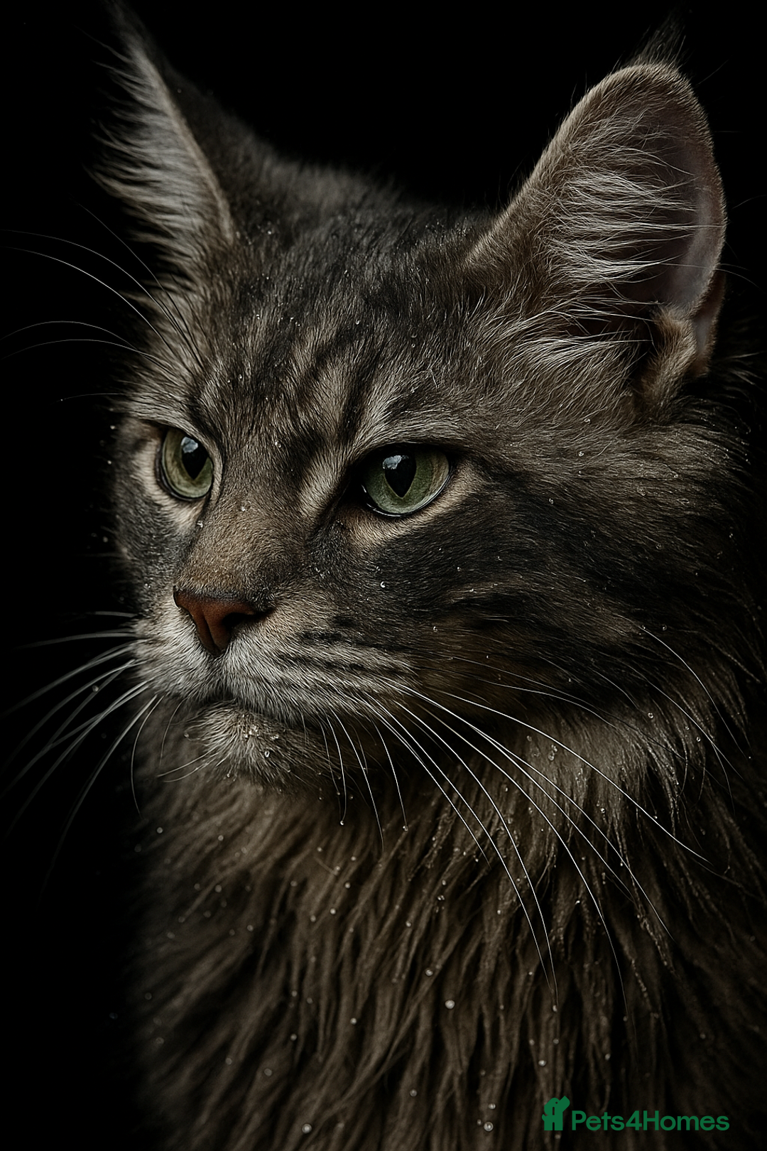 Maine Coon cats for sale: STUNNING MAINE COON BABIES READY NOW  - Image 5