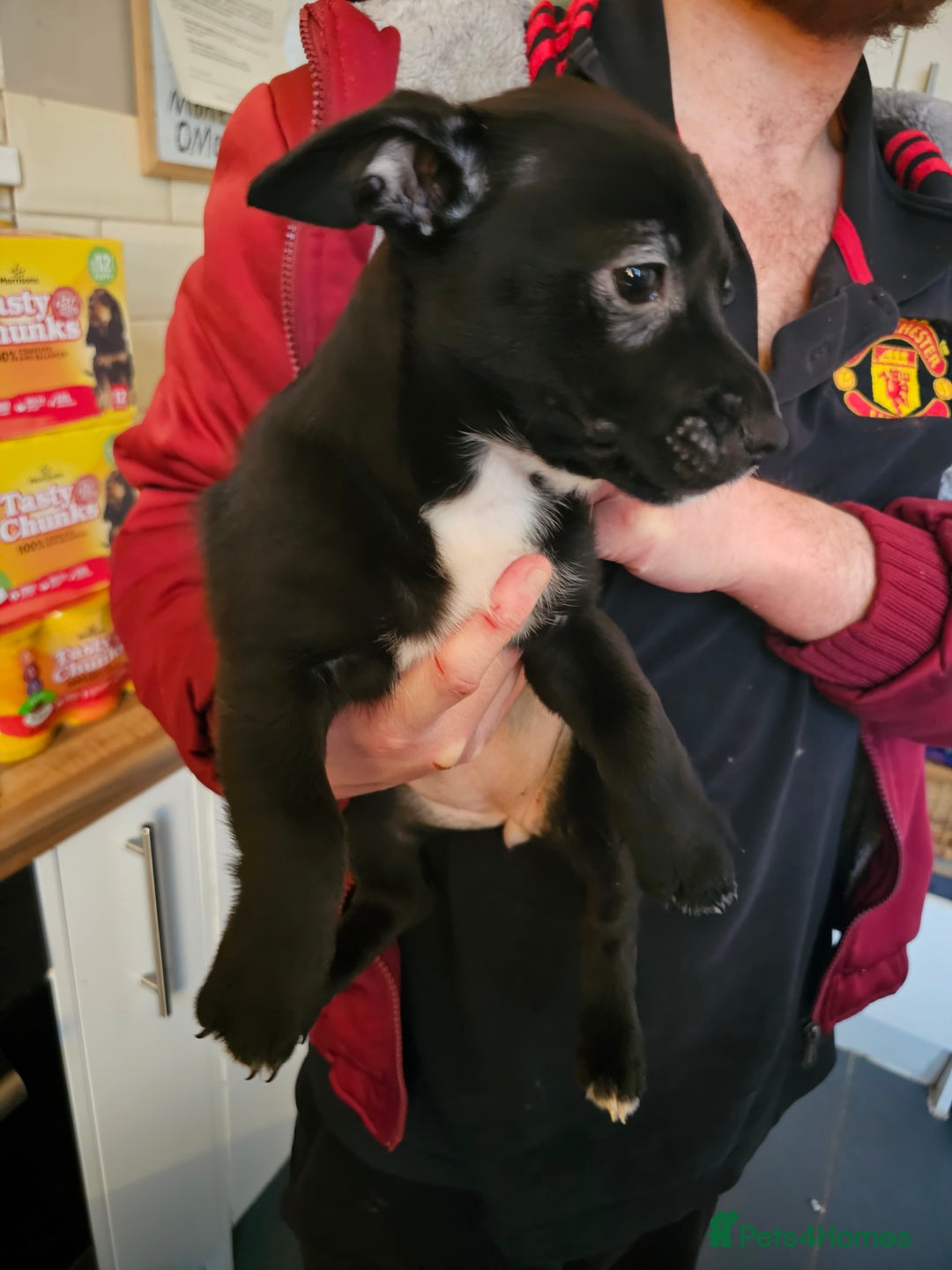 Mixed Breed dogs for sale: Staffy cross puppy  - Advert 6