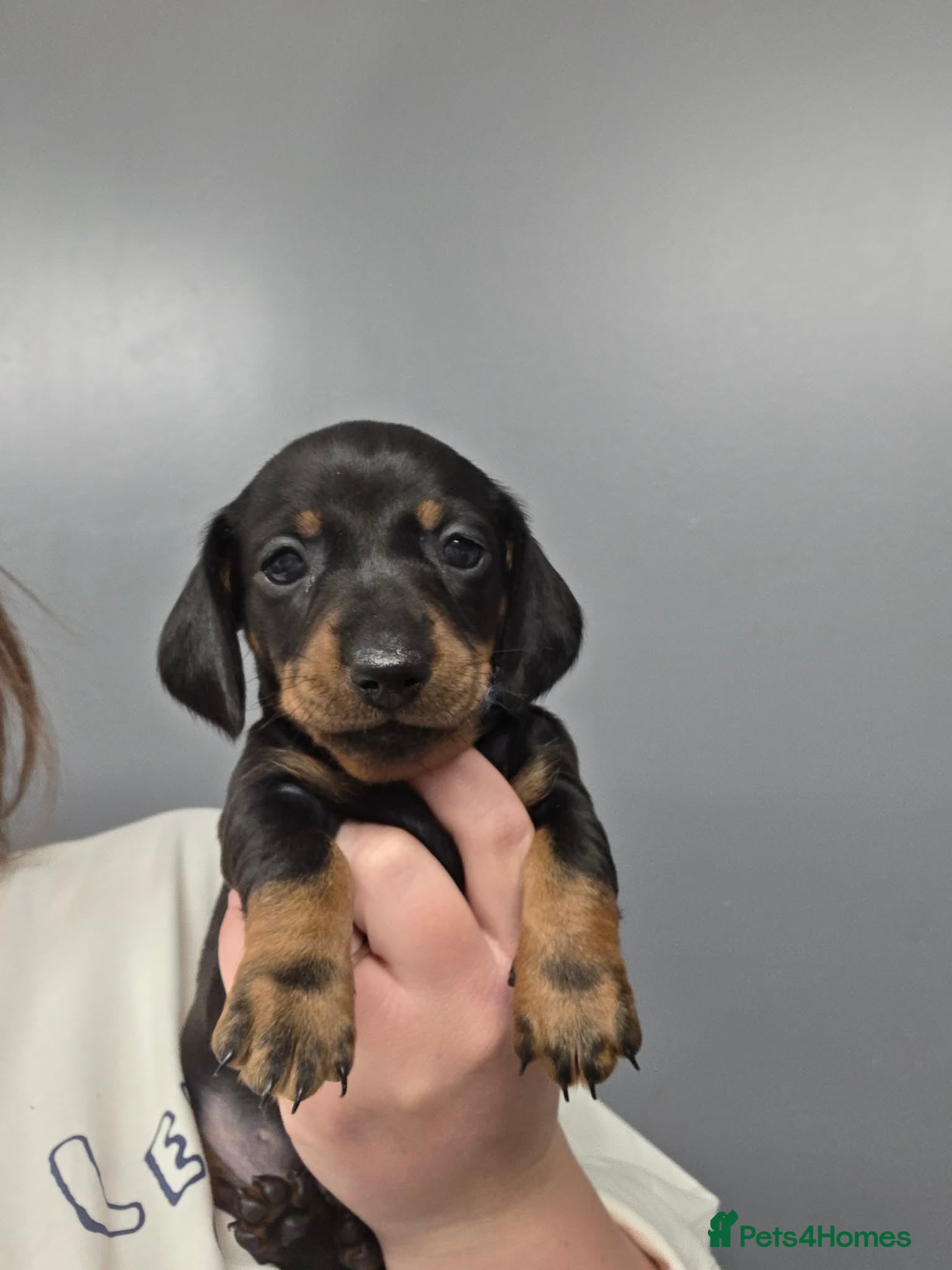 Miniature Dachshund dogs for sale: Miniature dachshund pups - Advert 6