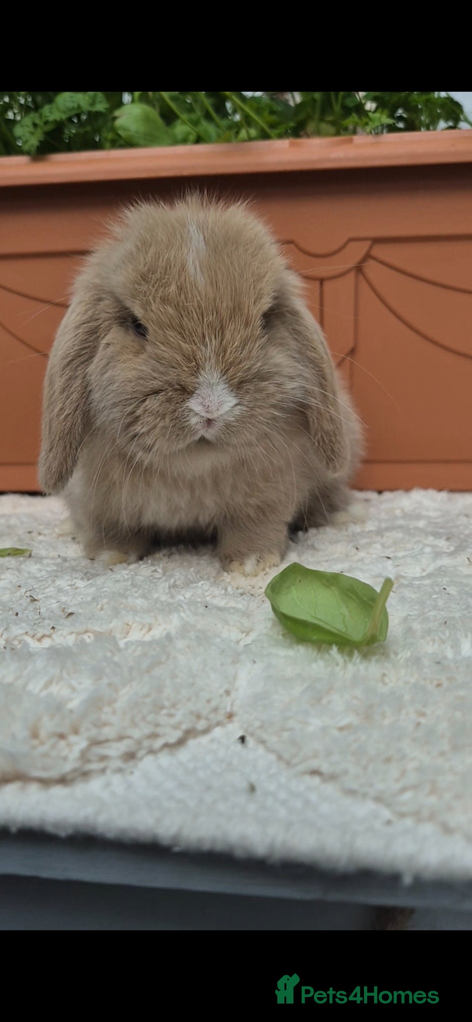 Mini Lop rabbits Mini lop Rabbit  - Advert 20