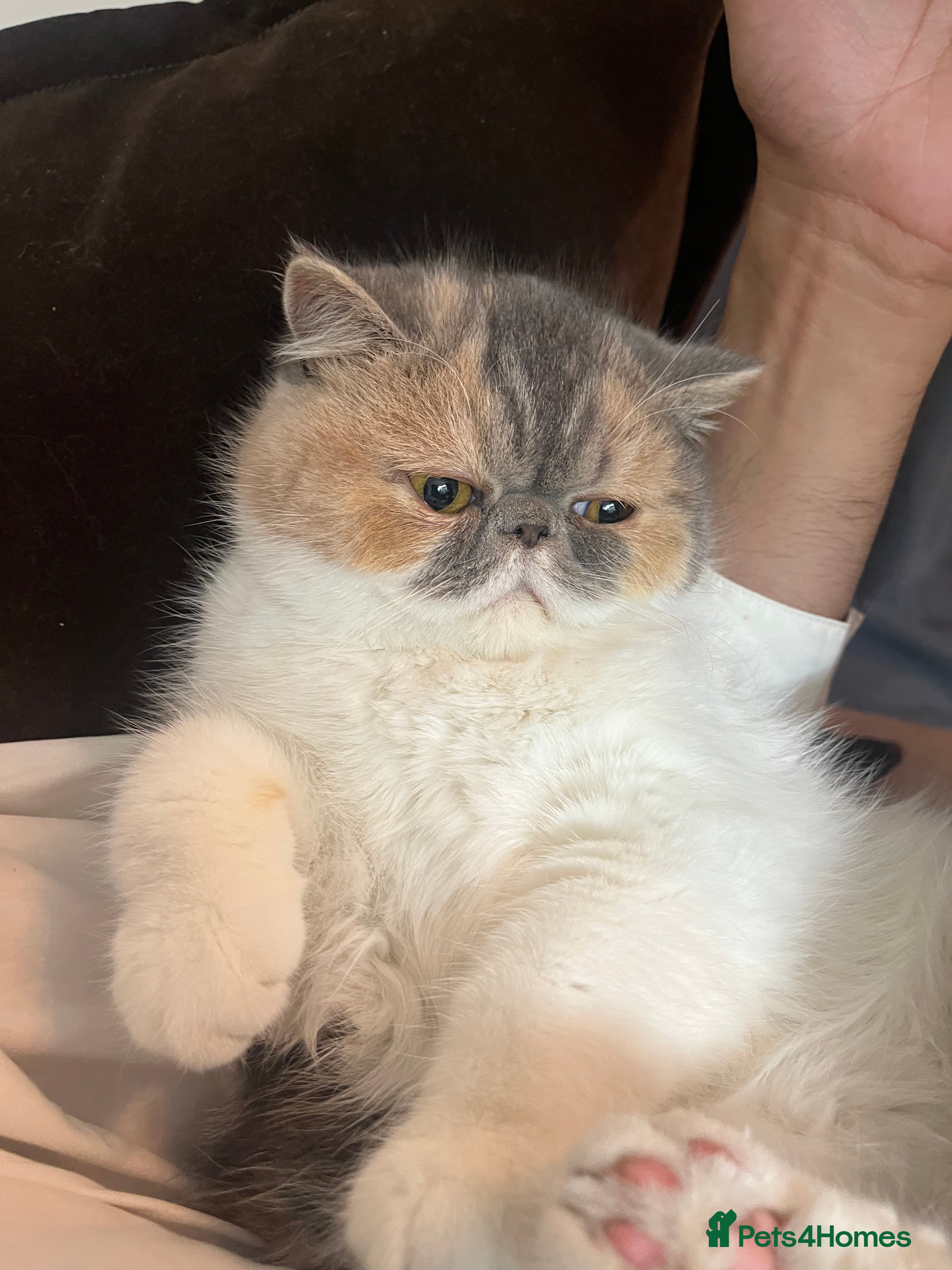 Exotic cats Supreme Quality Exotics - TICA reg - Advert 2